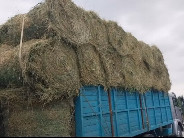 Сено люцерна жоношка урлон жоношка