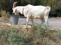 Cabro, Saanen goat — foto 3