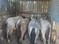 كبش, Edilbay sheep — الصورة 5