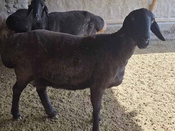 Schaf, Hissar sheep