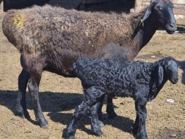 Schaf, Edilbay sheep