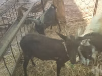 Ziege, Murcia-Granada goats — Foto 4