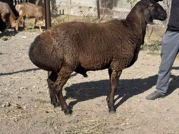公羊, Sheep