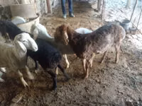 Widder, Rhon sheep — Foto 3