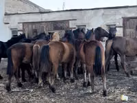 فرس, Kazakh horse — الصورة 1