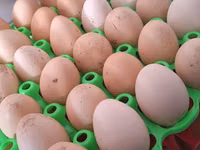 Chickens — Foto 4