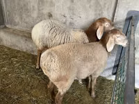 Qoʻy, Arashan sheep — 3-rasm