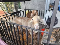 Ram, Sheep — photo 1