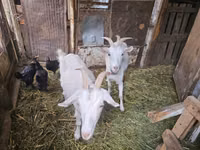 عنزة, Saanen goat — الصورة 2