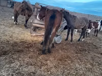 Stute, Horse breed — Foto 2