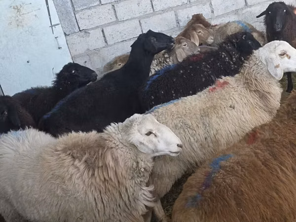 Кочкор, Койлор — Кыргызстан