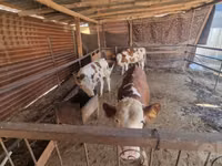 Buqa, Simmental cattle — 5-rasm
