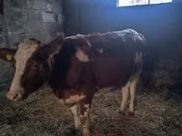 Vaca, Simmental cattle — foto 2
