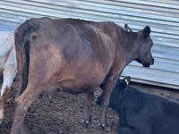Сиыр, Simmental cattle — 4-сурет