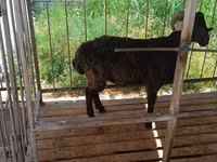 Ram, Sheep — photo 6