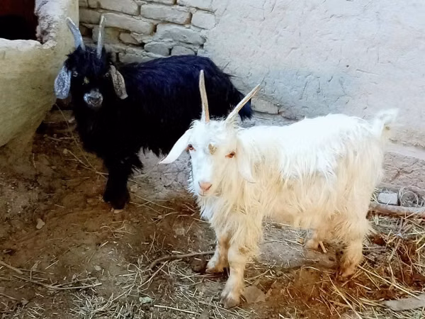 Ziegenbock, Ziegen
