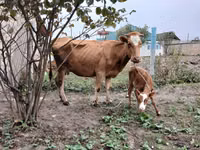 Bull, Cattle — photo 2