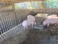 Säue, Schweine — Foto 3