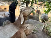 Widder, Arashan sheep — Foto 1
