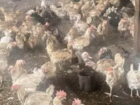 Chickens — الصورة 1