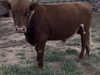 Bull, Cattle — photo 1