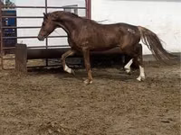 公马, Arabian horse — 照片 3
