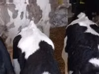 Rinder (Partie, Geschlecht nicht angegeben), Russian Black pied cattle — Foto 3