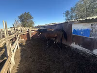 Yegua, Kazakh horse — foto 6