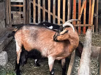 Cabra, Alpine goat — foto 2