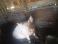 母猪, Pigs — 照片 4