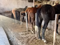 Yegua, Caballos — foto 4