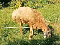 Qoʻchqor, Arashan sheep — 2-rasm