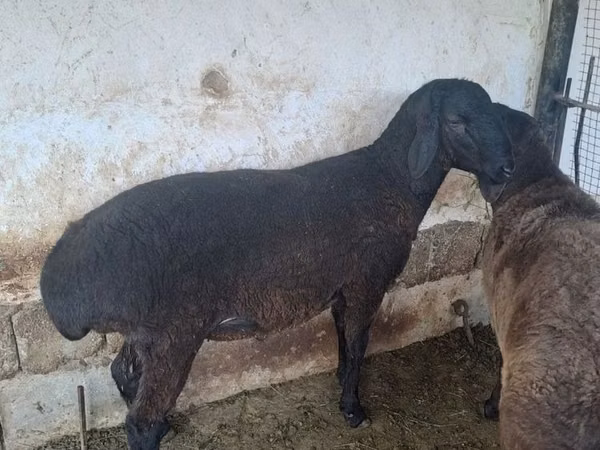 Carnero, Ovejas