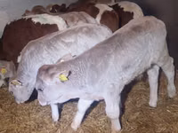 Bulle, Simmental cattle — Foto 2
