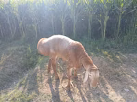 Widder, Edilbay sheep — Foto 1