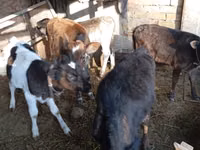 Bovinos (lote, sexo no especificado), Ganado vacuno — foto 2
