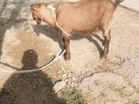 Ziege, Alpine goat — Foto 2