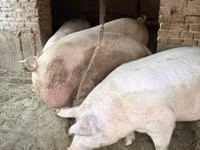 Eber, Schweine — Foto 7