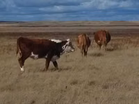 Kuh, Latvian Blue cattle — Foto 6