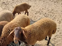 كبش, الأغنام — الصورة 4