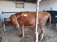 Kuh, Red Estonian cattle — Foto 2
