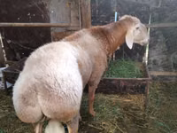 Qoʻchqor, Rambouillet sheep — 2-rasm