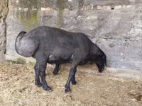 كبش, Hissar sheep — الصورة 2