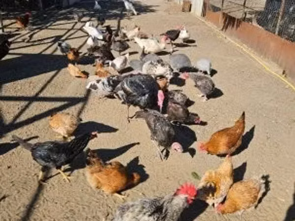 Chickens