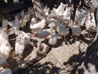 Chickens — الصورة 1