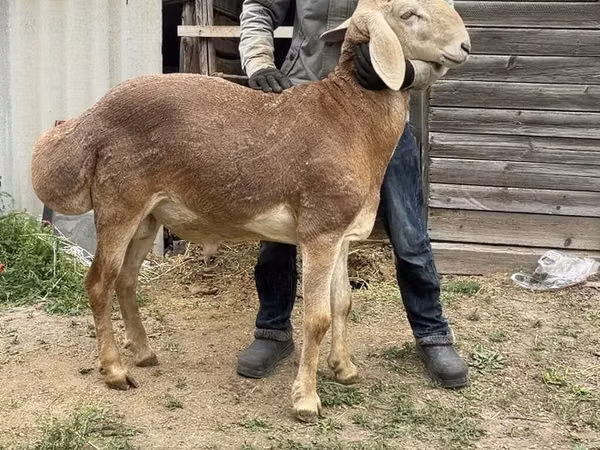 Carnero, Arashan sheep