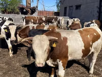 ثور, Simmental cattle — الصورة 6