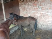 Caballos (lote, sexo no especificado), Caballos — foto 4