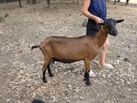 Goat, Alpine goat — photo 1