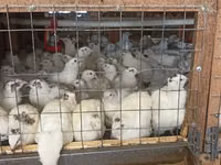 Quails — Foto 4